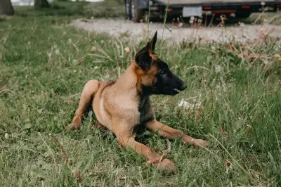 Two Female Belgian Malinios 11 week old pups. Full set of vaccinations and microchipped. One male -...