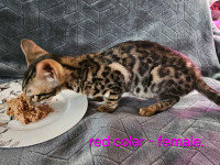 Pure Bred Bengal Kittens