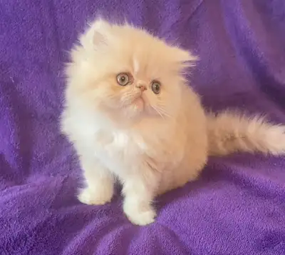 1 joli chaton persan, View more