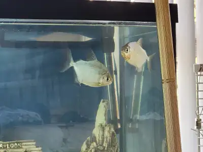 Free Freshwater fish, View more