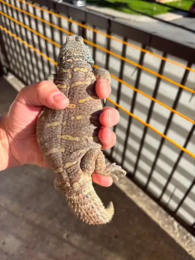 Magnifique Uromastyx Ornata, View more