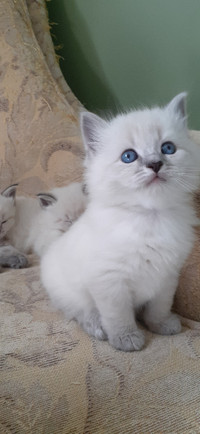 Purebred Siberian  Neva  kittens