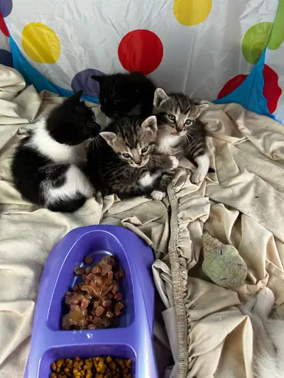 6 Kittens, View more