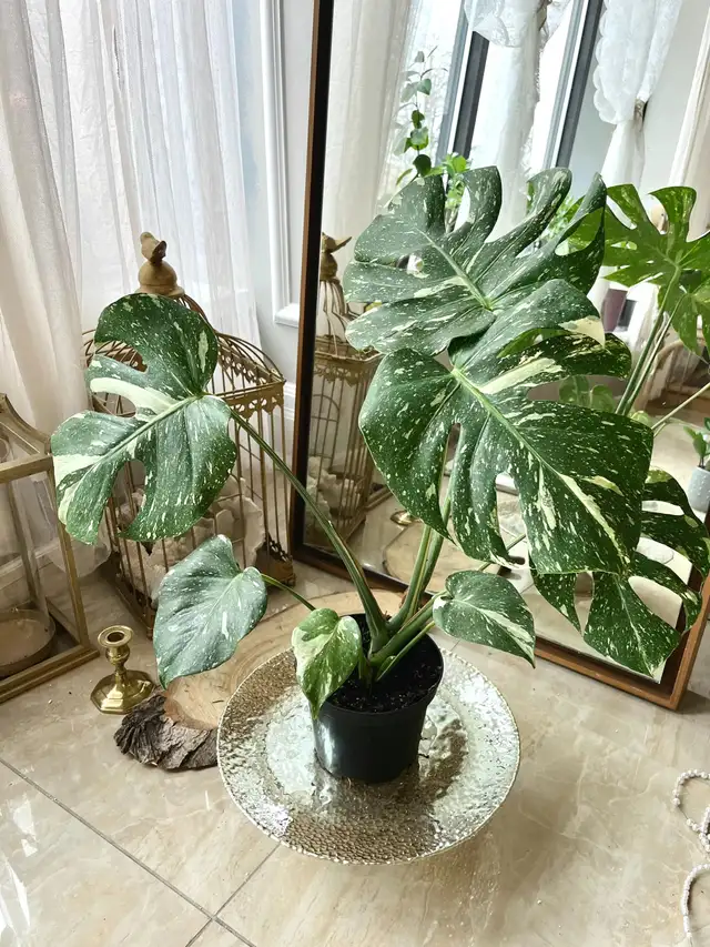 Combo : 2 Monstera rooted wetstick of your choice in Plants, Fertilizer & Soil in City of Toronto - Image 6