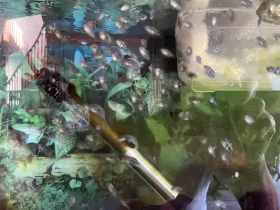 Polar Blue Parrot Cichlids(1.5 month old), View more