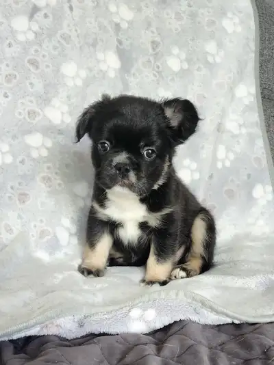 Follow us on Facebook!!!! https://www.facebook.com/profile.php?id=61558955203536 Welcome to Pawdorab...