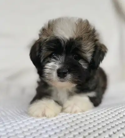 Havapoo puppies - Havanese x Poodle, View more