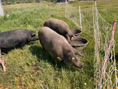 Pigs: mangalista  sows, View more