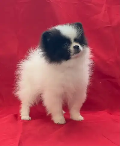 3 bébé pomeranien, View more