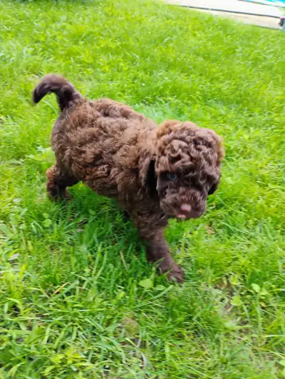 Goldendoodle mini, View more