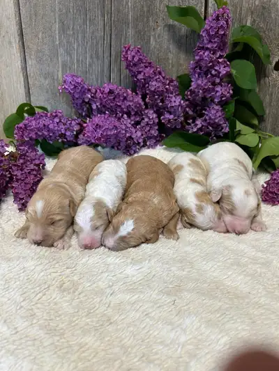 Mini Goldendoodle Puppies Available!, View more