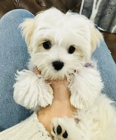 Supre Adorable Maltese Puppy Looking  For A New Home, View more