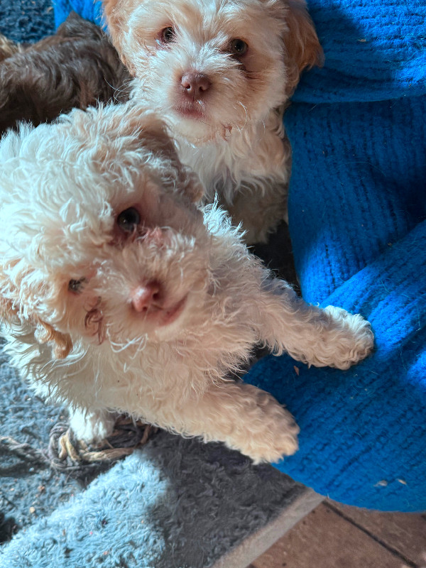 Shihtzu/Cockapoo Puppies in Dogs & Puppies for Rehoming in Petawawa - Image 4