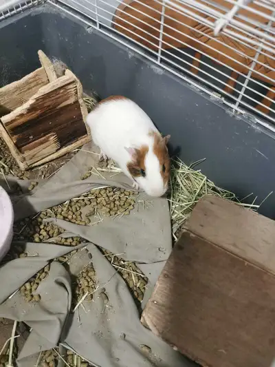 Guinea Pigs, View more