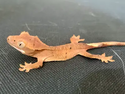 Crested Geckos (juvenile) in need of new homes, View more