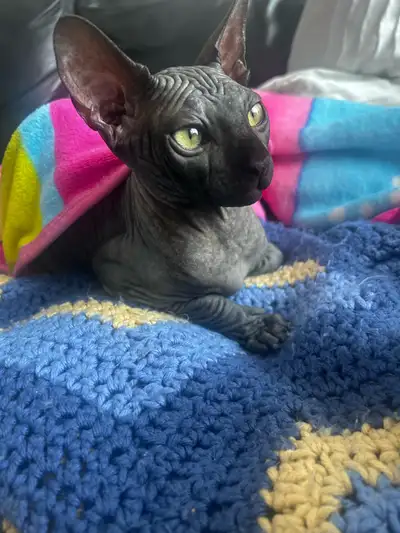 chaton SPHYNX, View more