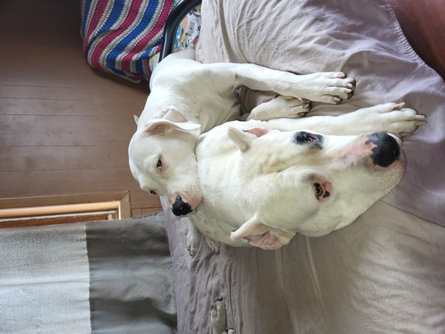 "URGENT" Dogo Argentino in Dogs & Puppies for Rehoming in Norfolk County