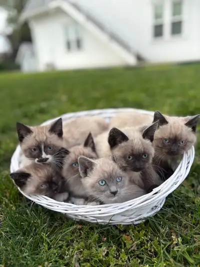 Ragdoll mix kittens, View more