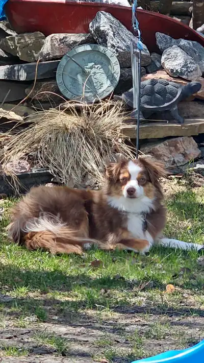 Female - toy Australian shepherd, View more