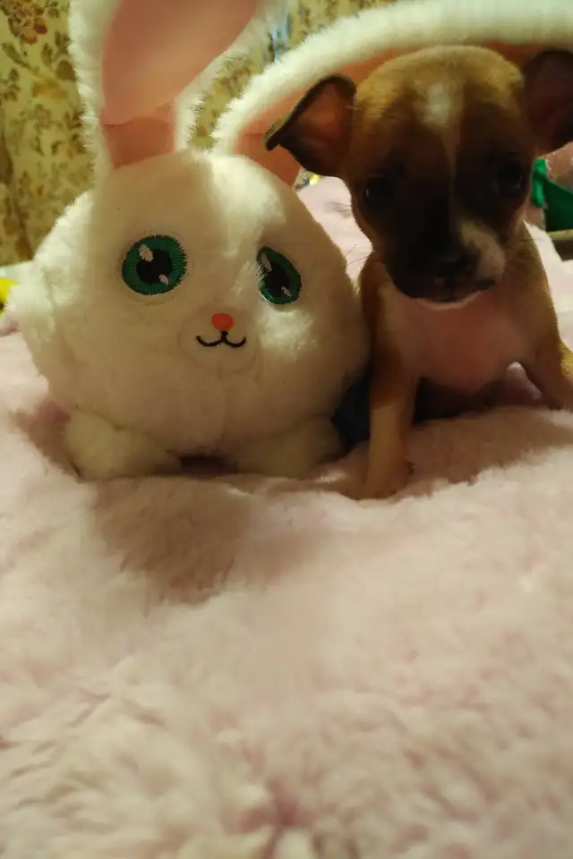 Très petits chihuahuas X minpin in Dogs & Puppies for Rehoming in Longueuil / South Shore - Image 8