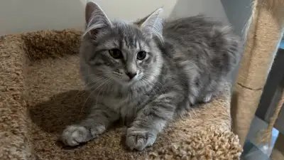 4 months old tabby kittens, View more