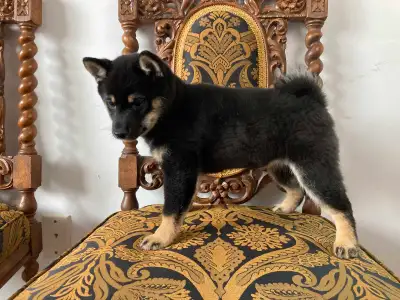 Miniature Shiba Inu Puppies, View more