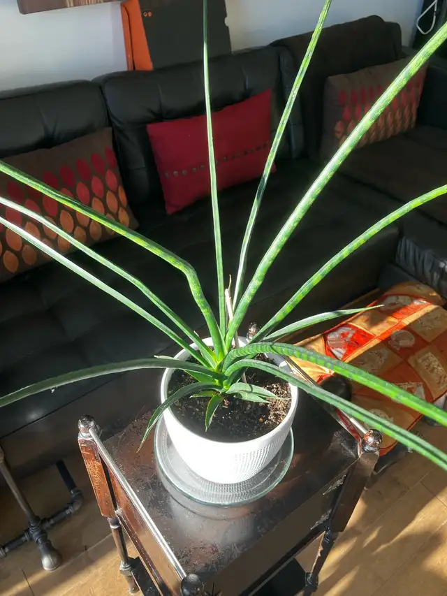 Sansevieria598239527693854722
