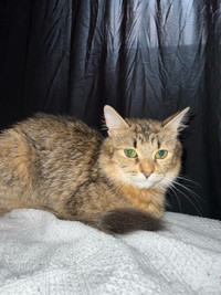 Somali breed “ American” cat 1 year old female and spayed