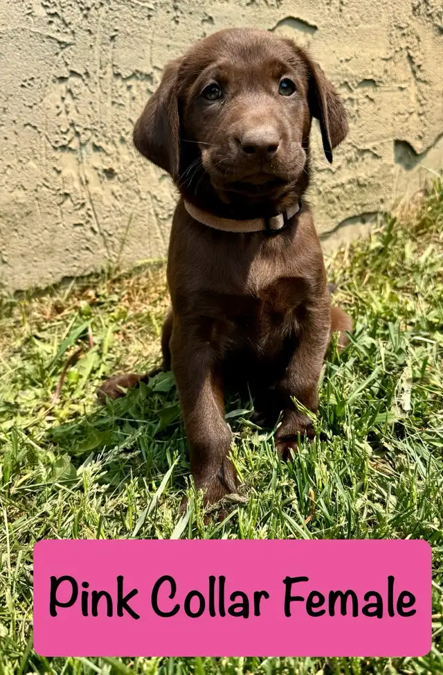 CKC Registered Chocolate Labrador Retriever Puppies in Dogs & Puppies for Rehoming in Strathcona County - Image 4