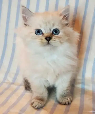 Hypoallergenic TICA registered Siberian Kitten !, View more