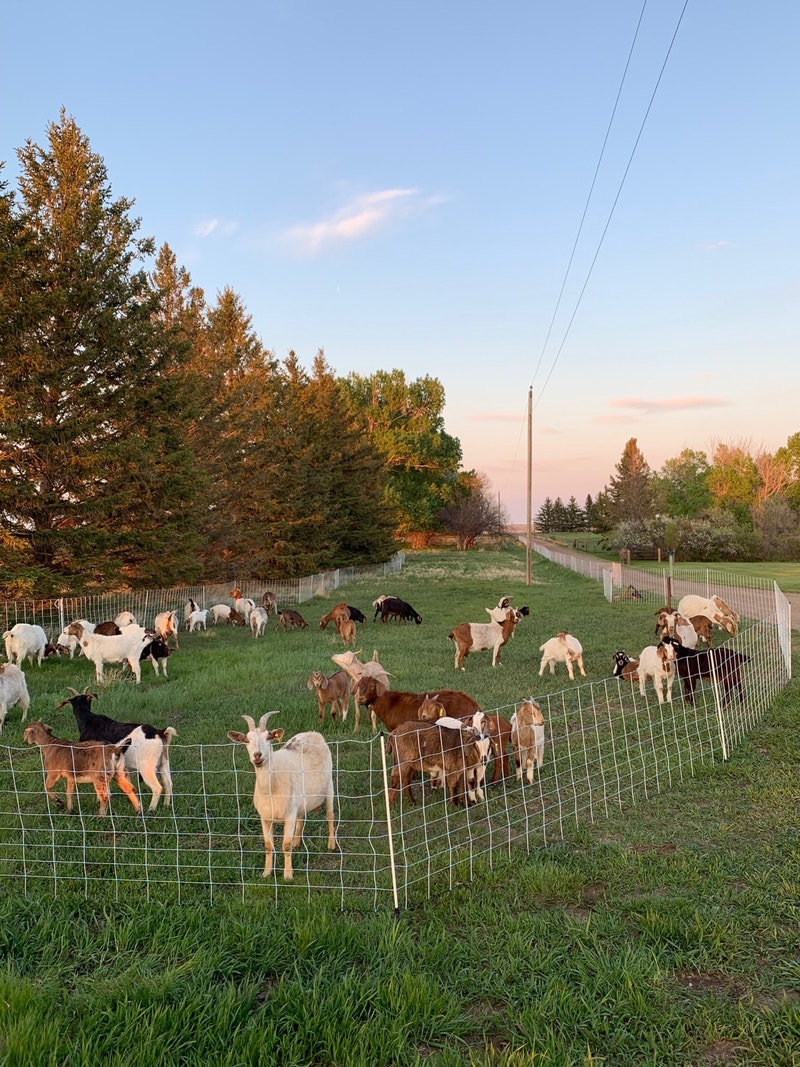 Electric netting Livestock Medicine Hat Kijiji