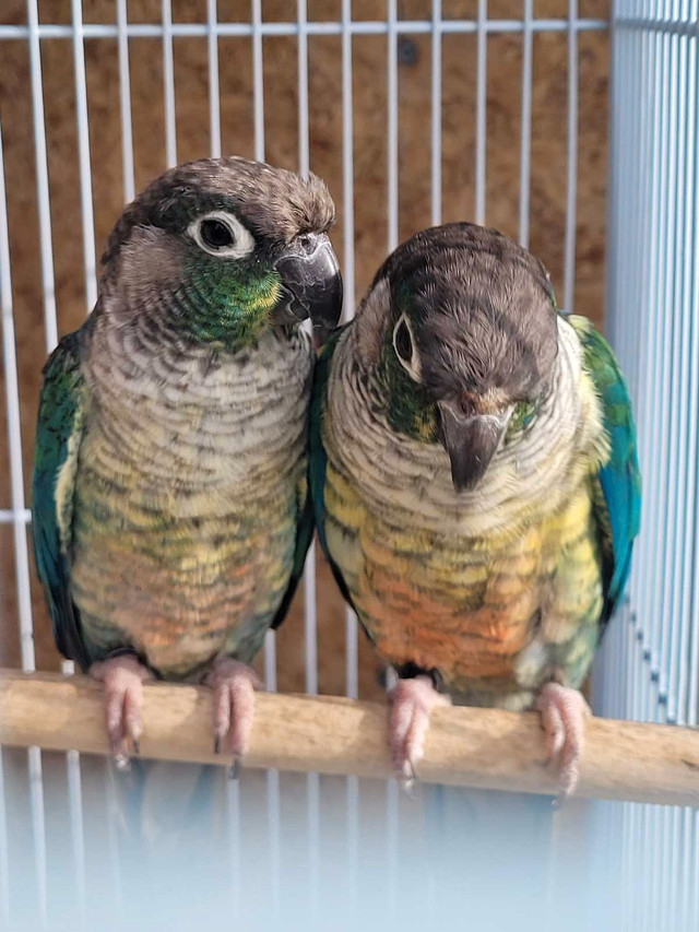 mutation Green cheek Conures  in Birds for Rehoming in Barrie - Image 4