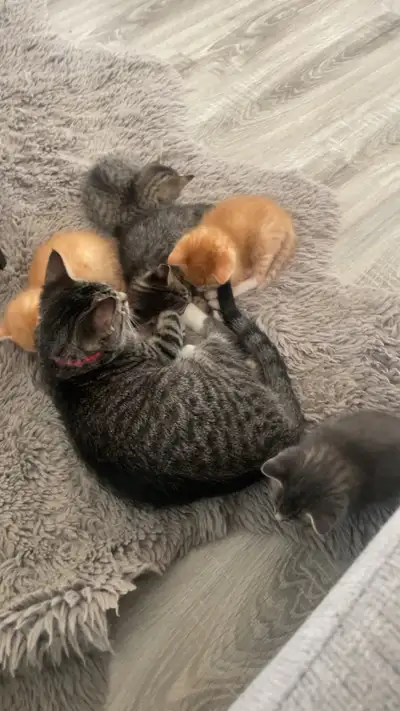 Kittens for sale!!!, View more