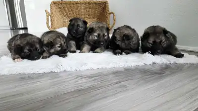 Norwegian Elkhound pupies, View more