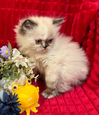Himalayan Persian Female kitten