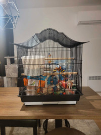 Cage à oiseau et accessoires 