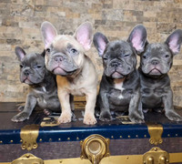 French Bulldog Cutie Mojie Puppies