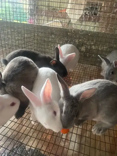 Young Rabbits, View more