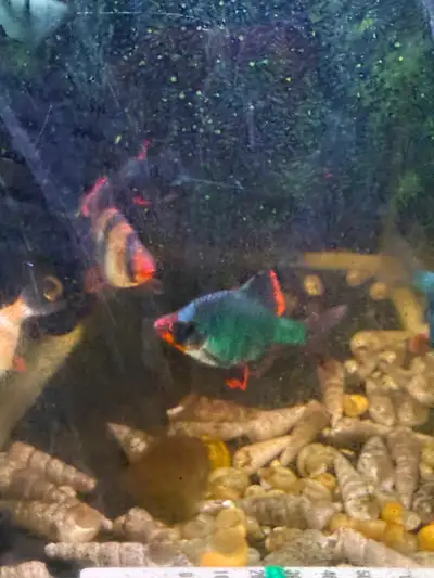 Tiger Barbs - 1 year old, View more