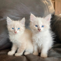 Female Ragdoll Kittens