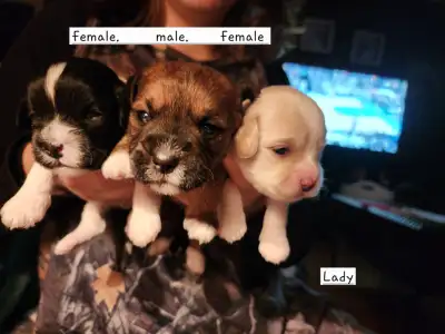 Schnauzer Shih tzu puppies needing a someone to love., View more