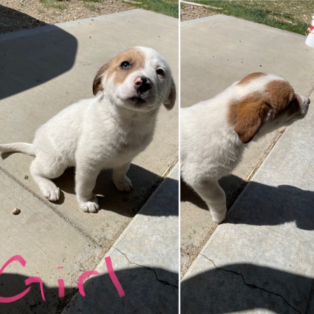 Puppies for Sale Sexsmith, AB Area Dogs & Puppies for Rehoming