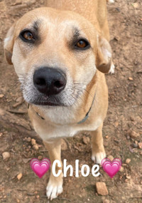 Chloe-1yr female hound/anatolian shepherd mix
