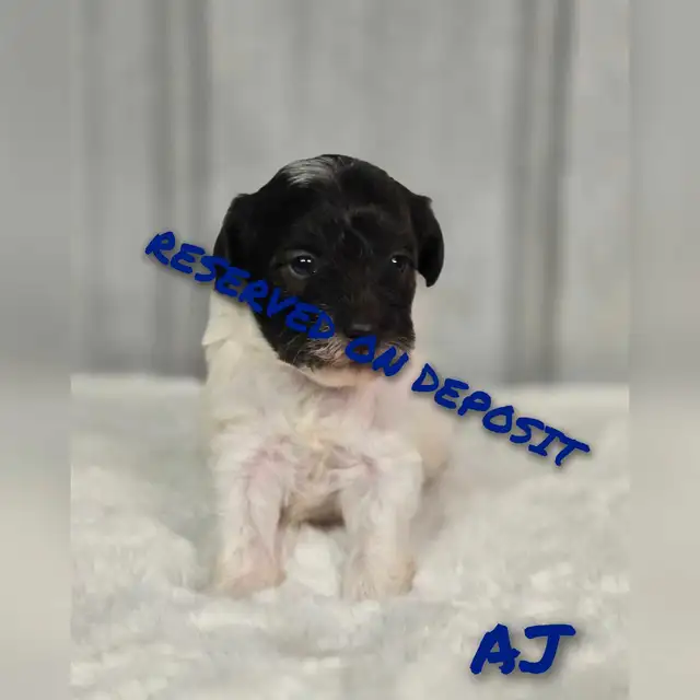 ADORADBLE SCHNOODLE PUPPIES in Dogs & Puppies for Rehoming in Edmonton - Image 4