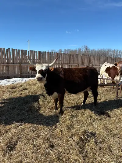 Cow for sale, View more