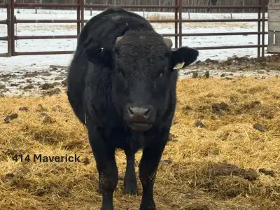 Full Blood Registered Black Wagyu Bulls, View more