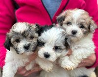 ADORABLE PUPPIES FOR SALE