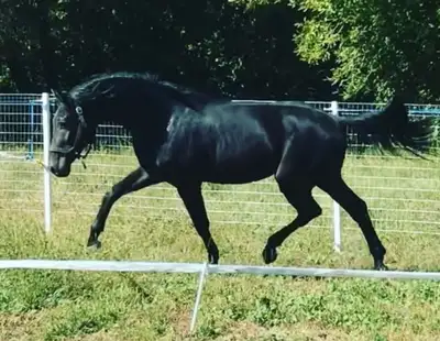 Breeding Doses of Warmblood Stallion, View more