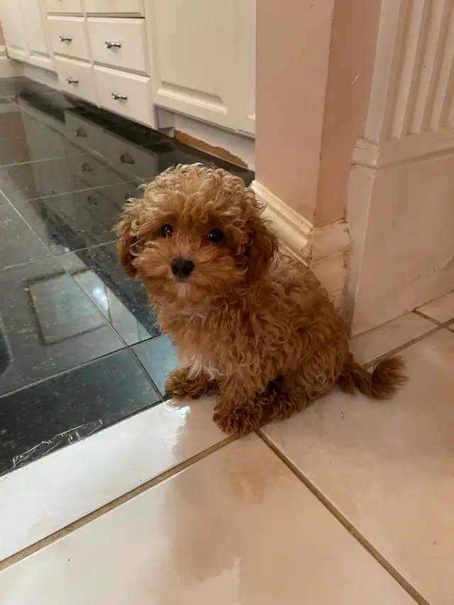 Precious Toy Poodle in Dogs & Puppies for Rehoming in Markham / York Region - Image 4