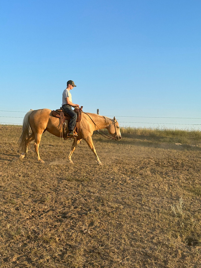 palomino QH mare in Horses & Ponies for Rehoming in Calgary - Image 3